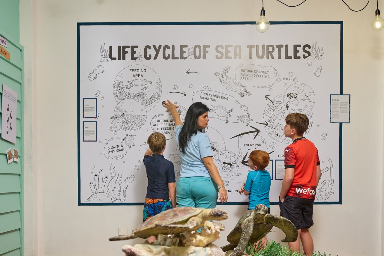 Attitude Hotels Aufklärung Schildkröten