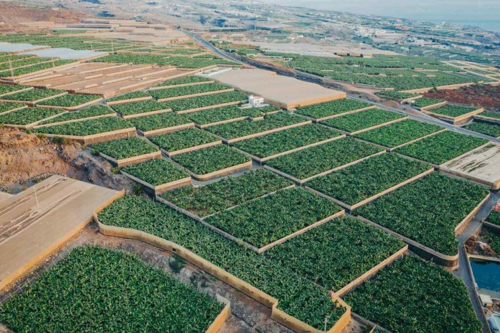 Bananenplantagen bei Guía de Isora