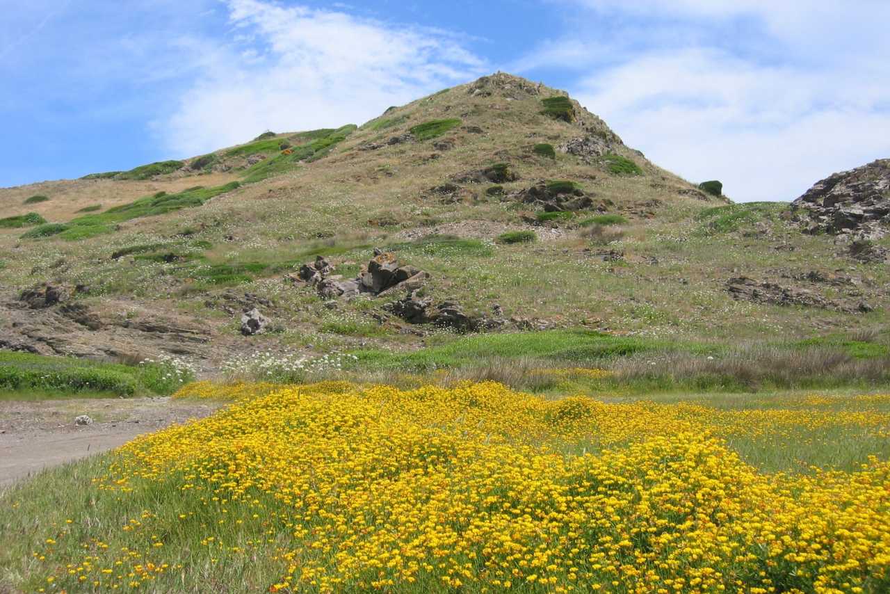 Blühende Wiese im Inselinneren von Menorca