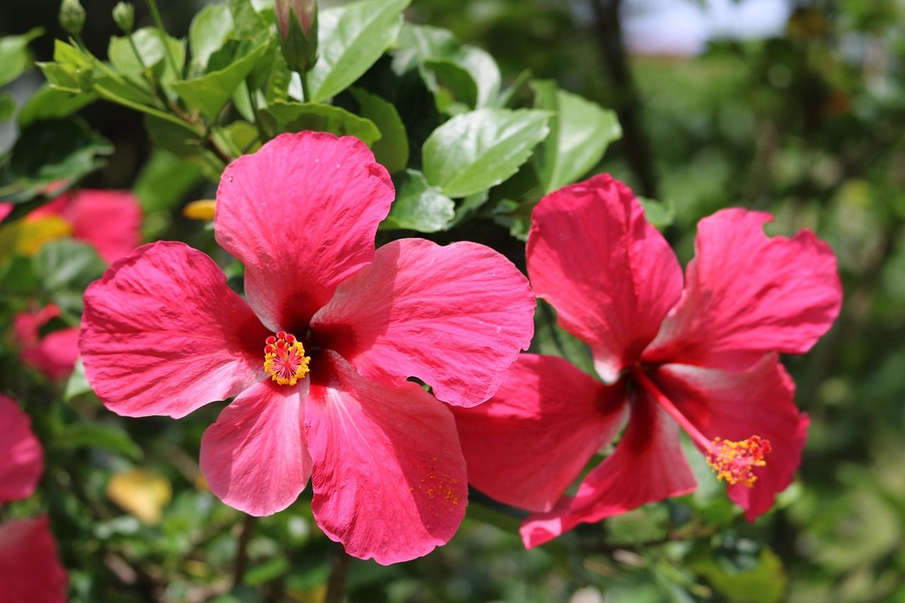 Blühender roter Hibiskus auf Martinique