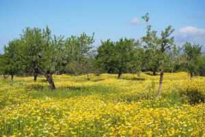 Blühendes Feld im Landesinneren von Mallorca