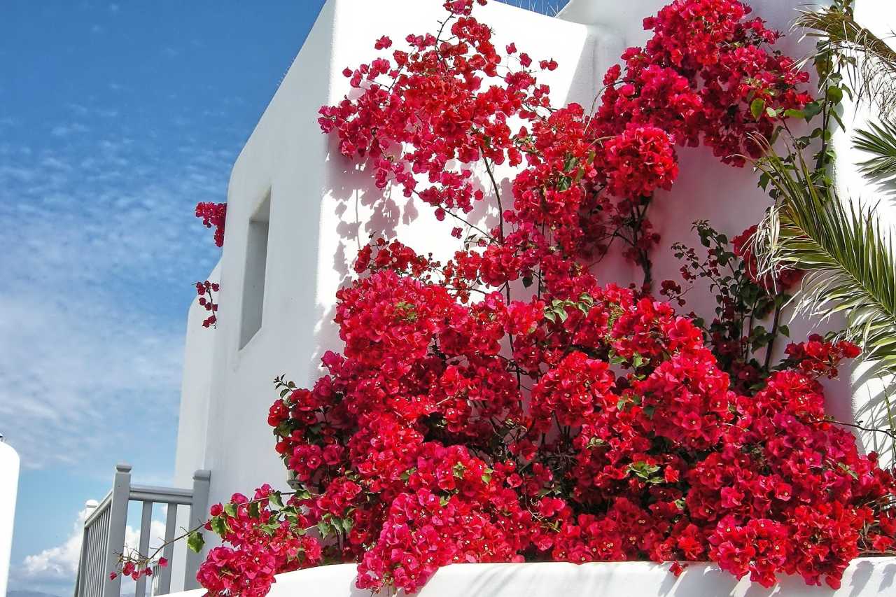 Bougainvillea an weißer Hausfront auf Mykonos