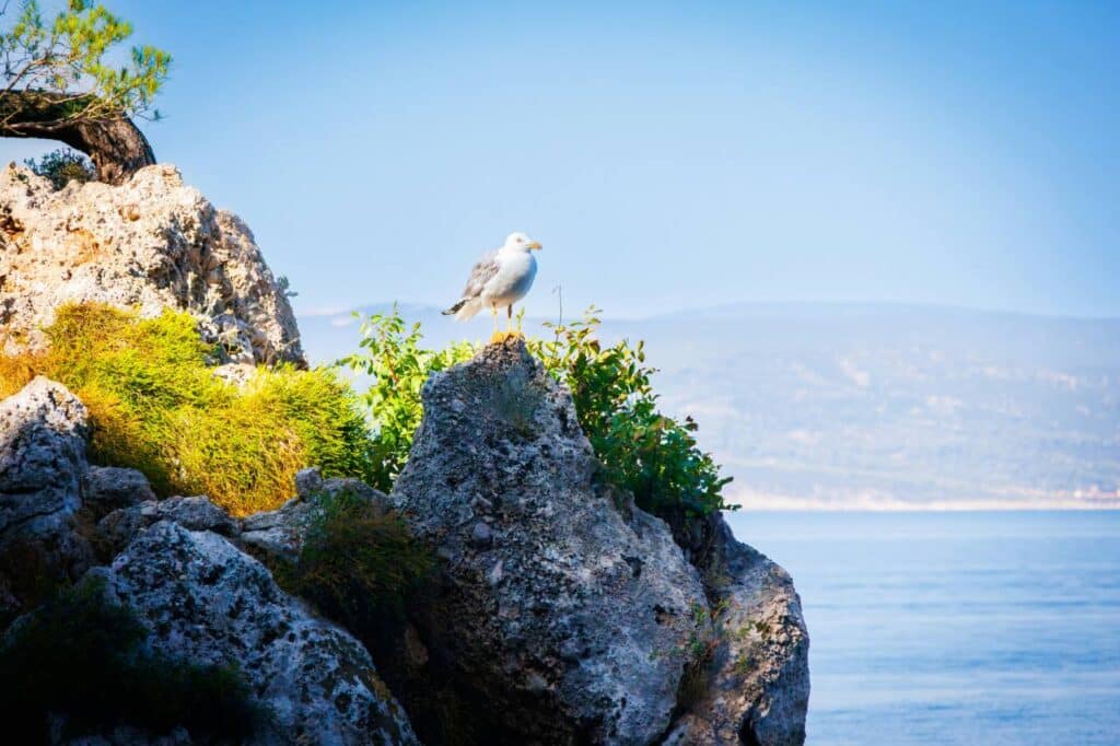 Brela Dalmatien Felsküste mit Möwe