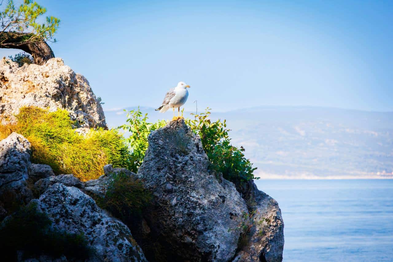 Brela Dalmatien Felsküste mit Möwe