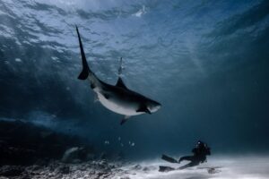 COMO Maalifushi Workshops Shark4Kids
