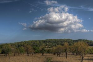 Caimari Olivenbaumplantage