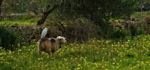 Cas Català Gemeinde Calvià