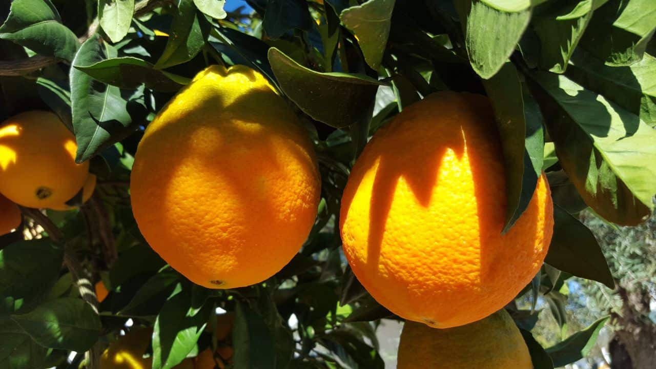 Costa Azahar Küste der Orangenblüte