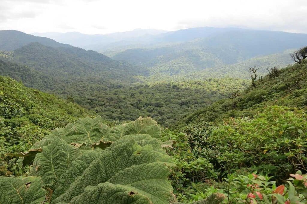 Dschungel in Costa Rica