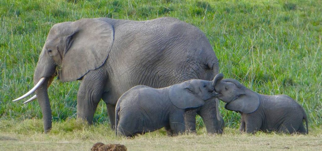 Elefantenfamilie in einem Nationalpark in Kenia