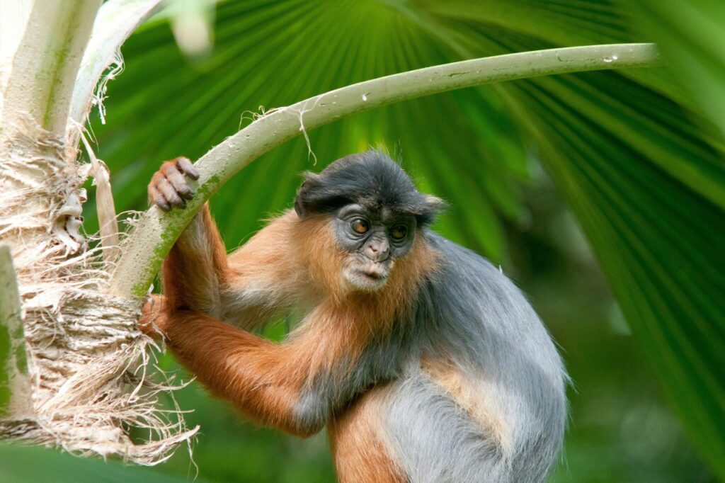 Exotische Tierwelt Gambia