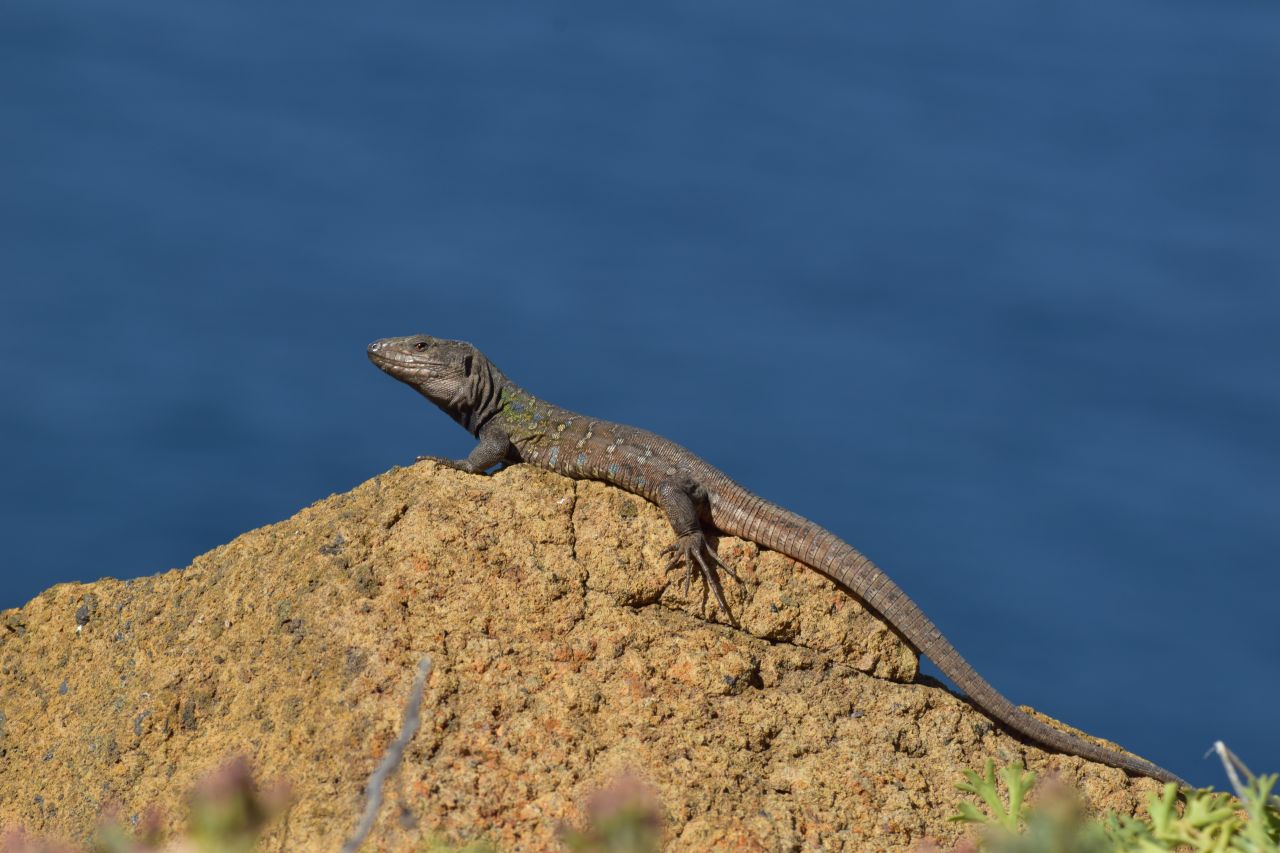 Gecko Stein Teneriffa