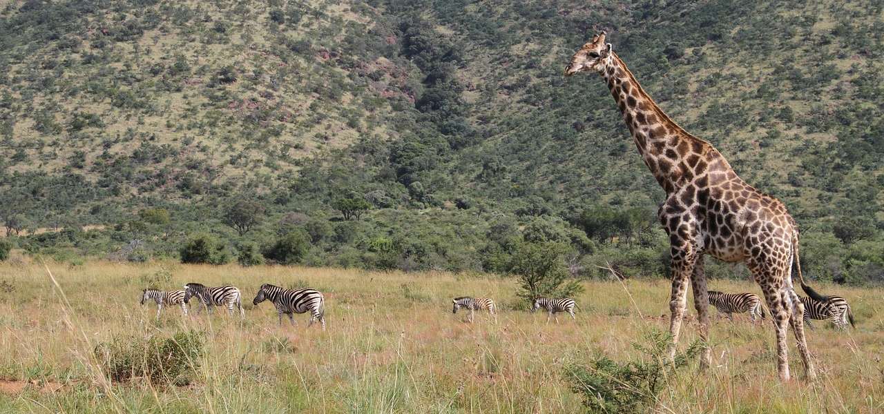 Giraffe und Zebraherde in Südafrika