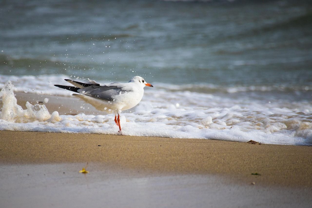 Goldstrand Bulgarien Möwe am Strand