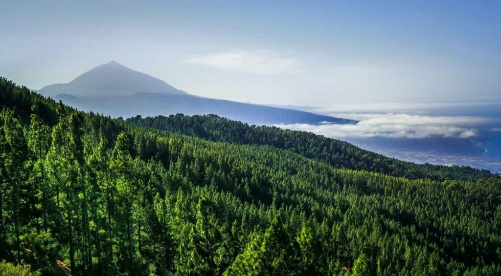 Grüne Wälder mit dem Teide auf Teneriffa