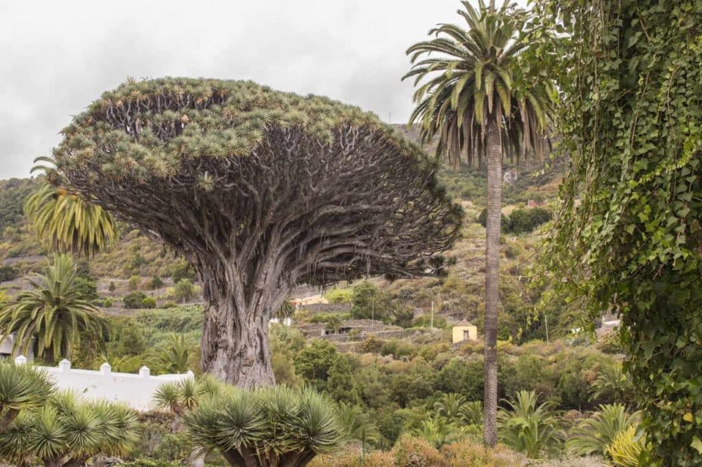 Icod de los Vinos Jahrhunderte alter Drachenbaum