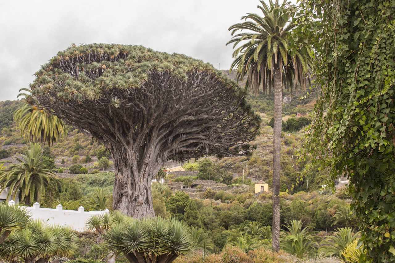 Icod de los Vinos Jahrhunderte alter Drachenbaum