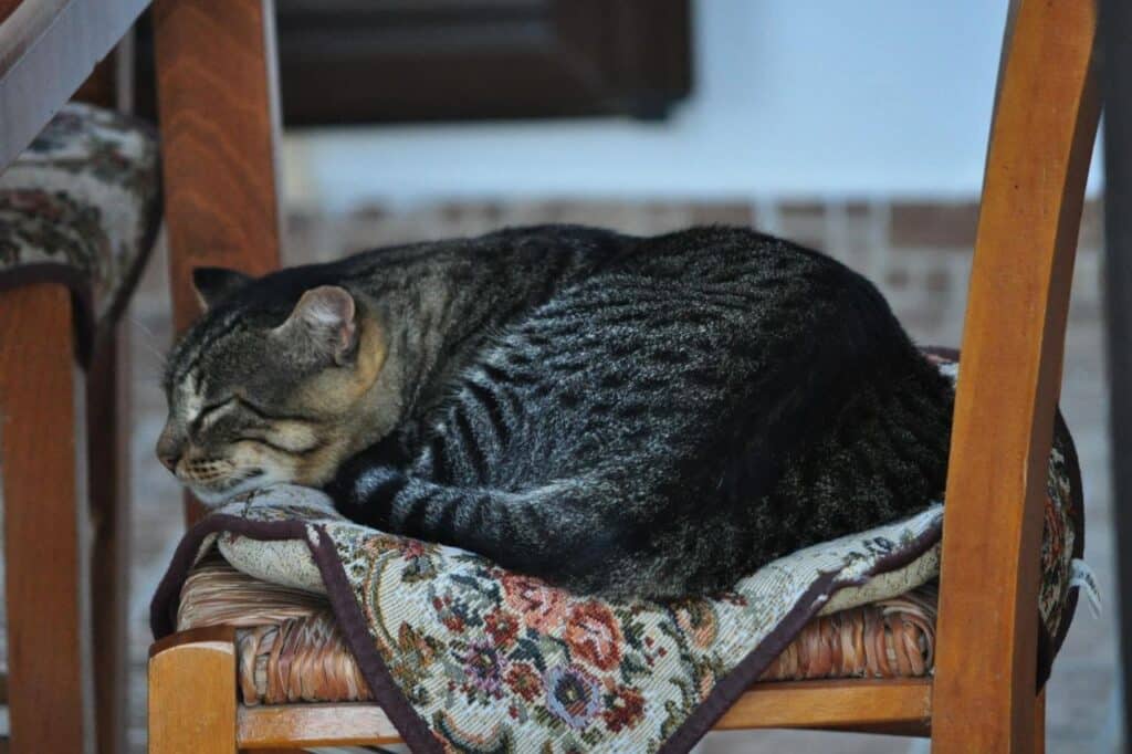 Katze döst auf einem Stuhl in kretischer Ortschaft