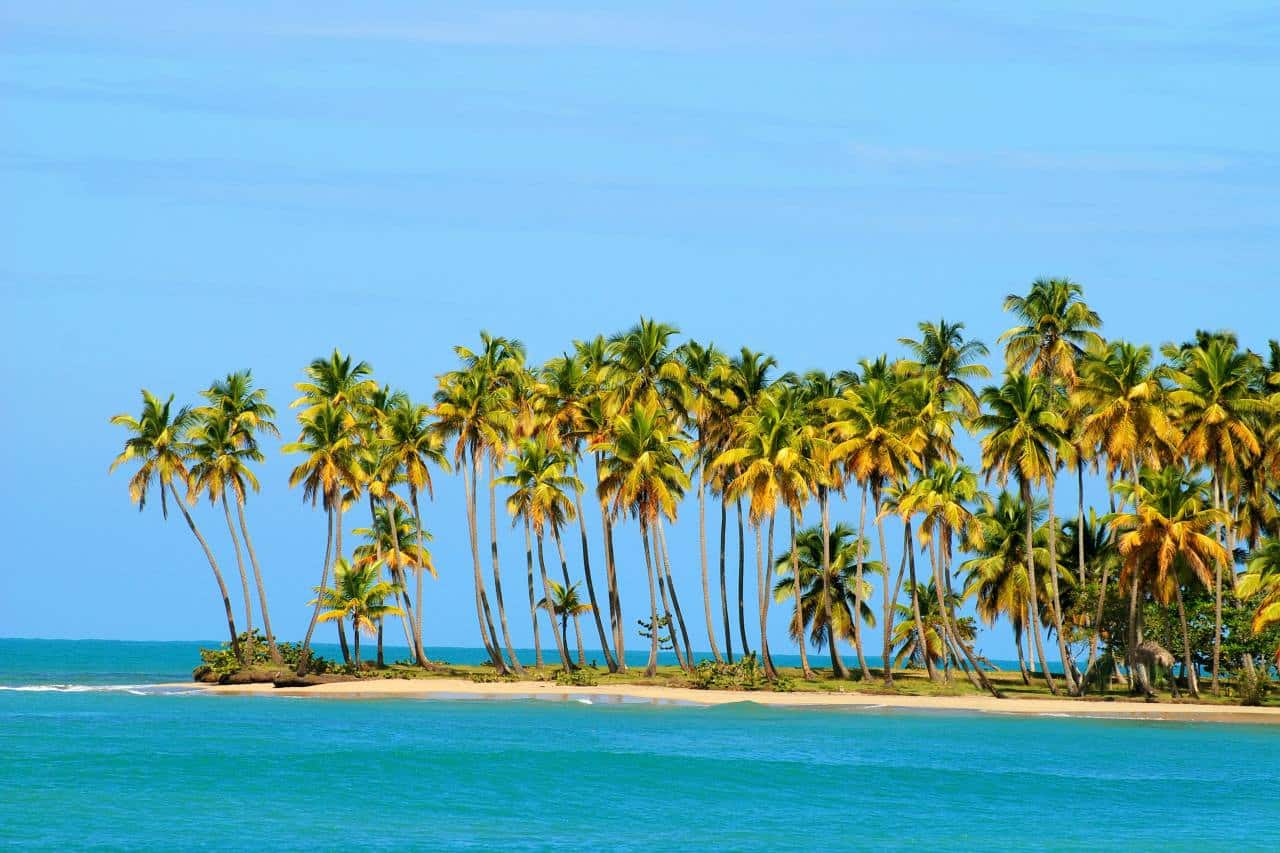 Kokospalmen am Strand von Miches