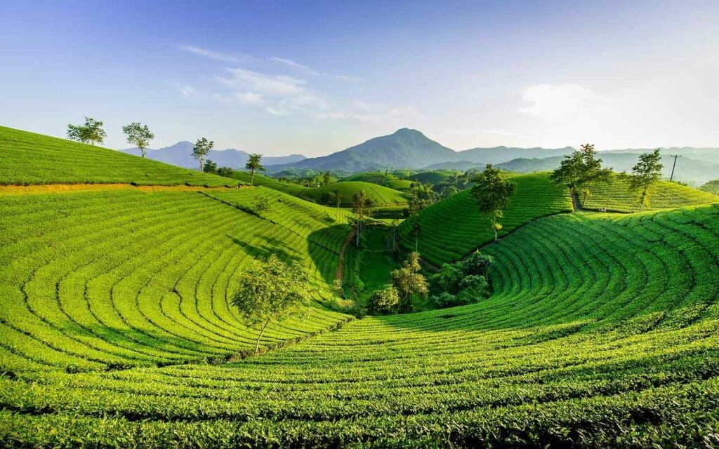 Landwirtschaftsfläche in Vietnam