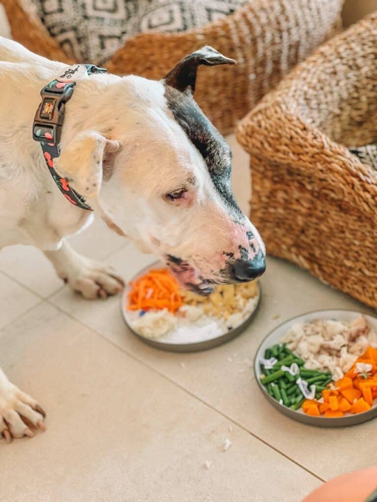Luxusmenü für Hunde im Nobu Hotel Ibiza Bay