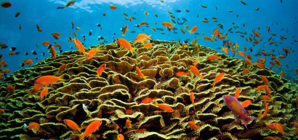Makadi Bay Korallenriff