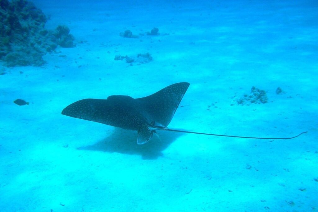 Mantarochen vor Sharm El Sheikh