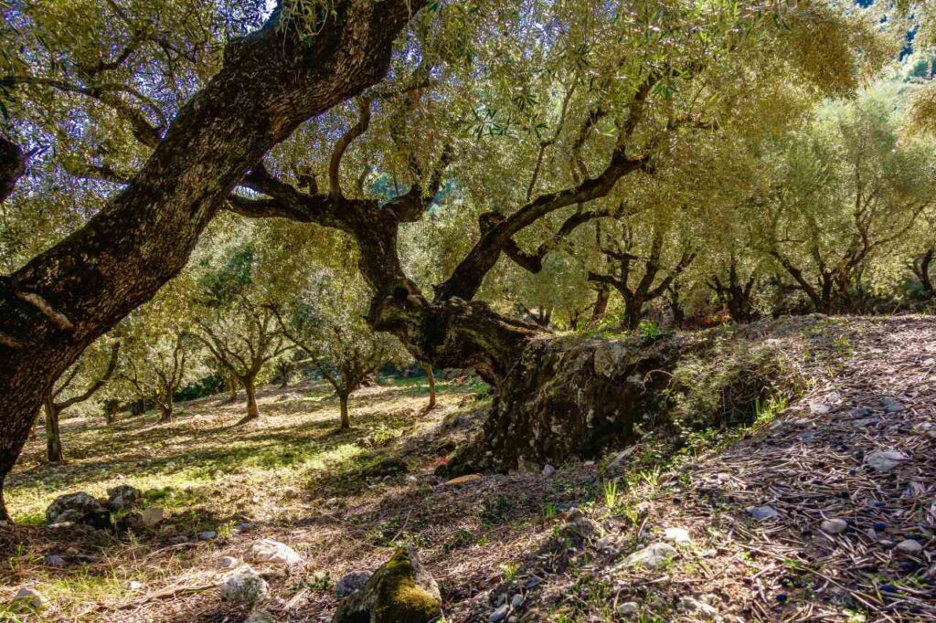 Olivenplantage auf Zakynthos
