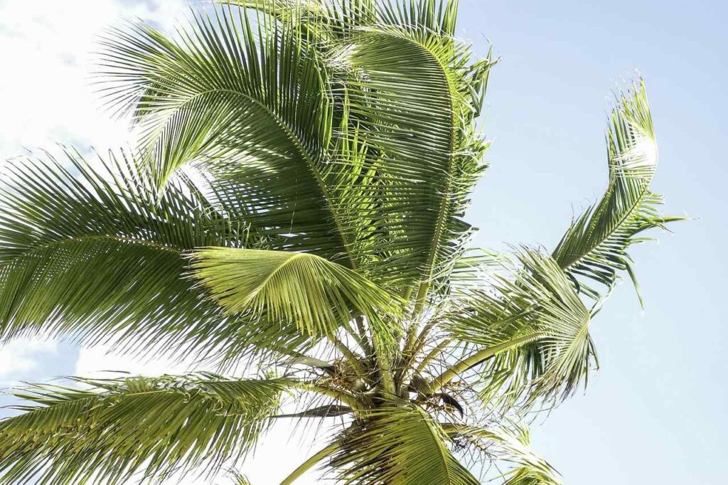 Palmen Strandbild Region Punta Cana