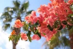 Pink blühende Bougainvillea auf Mallorca