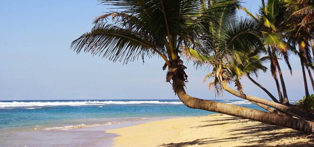 Playa Bavaro Palmenstrand