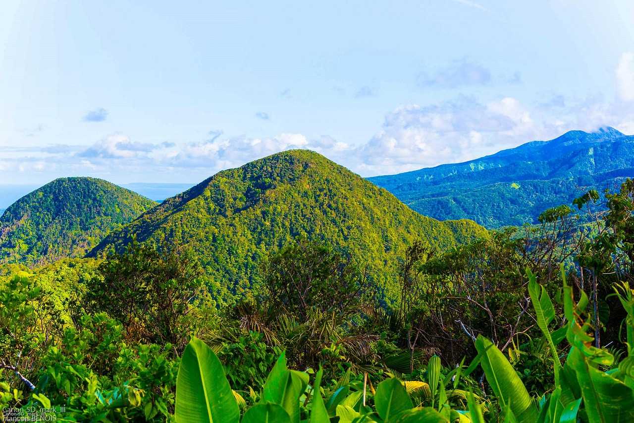 Regenwald in Guadeloupe