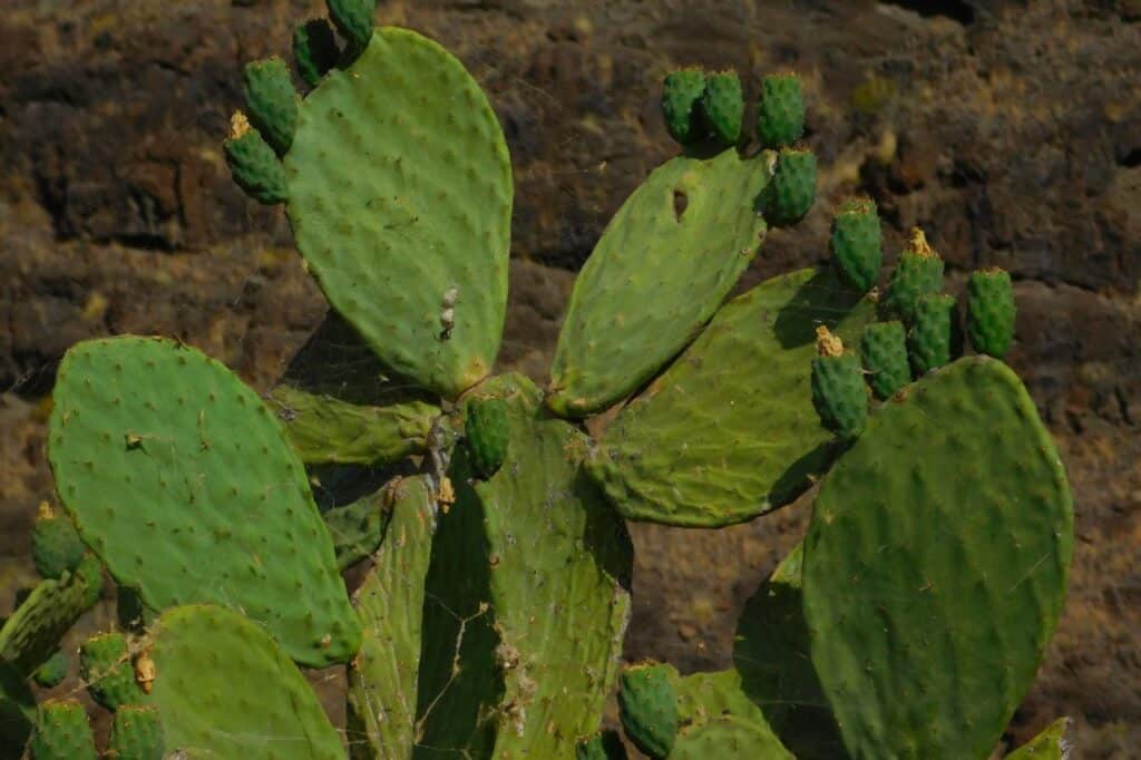 Santa Brígida kanarische Vegetation