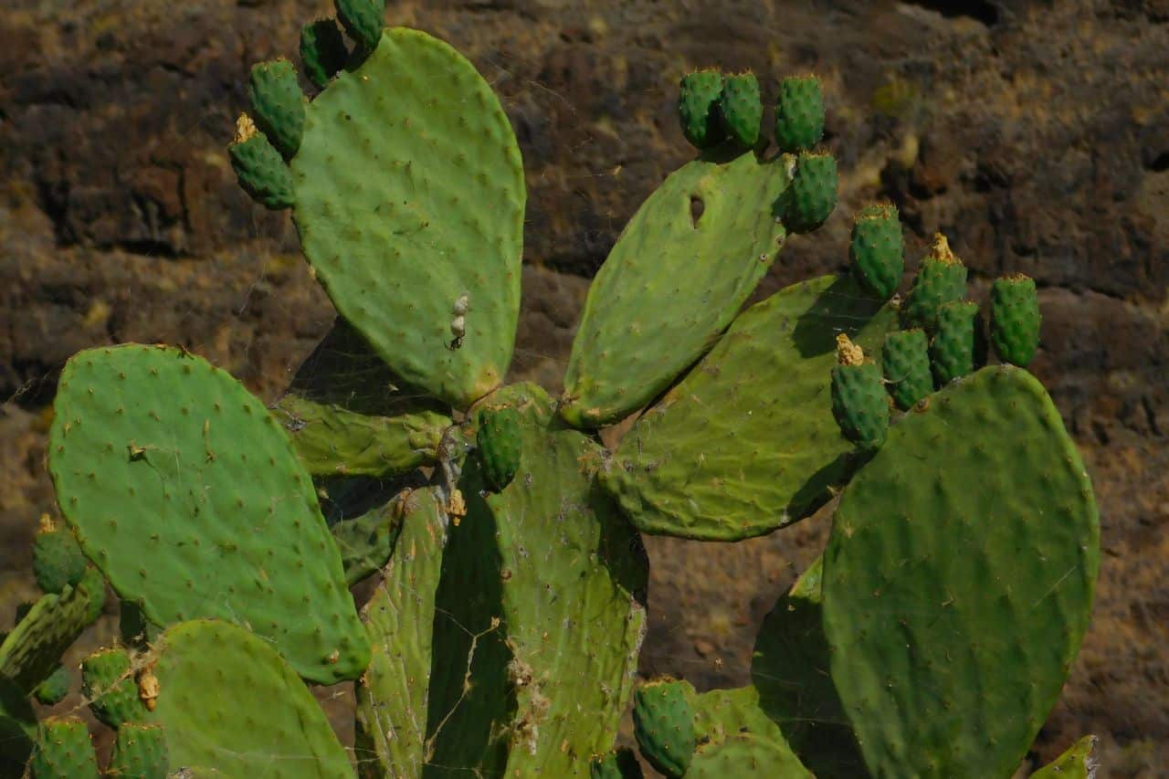Santa Brígida kanarische Vegetation