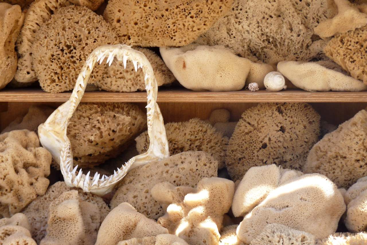 Schwämme und Haimaul auf Kalymnos