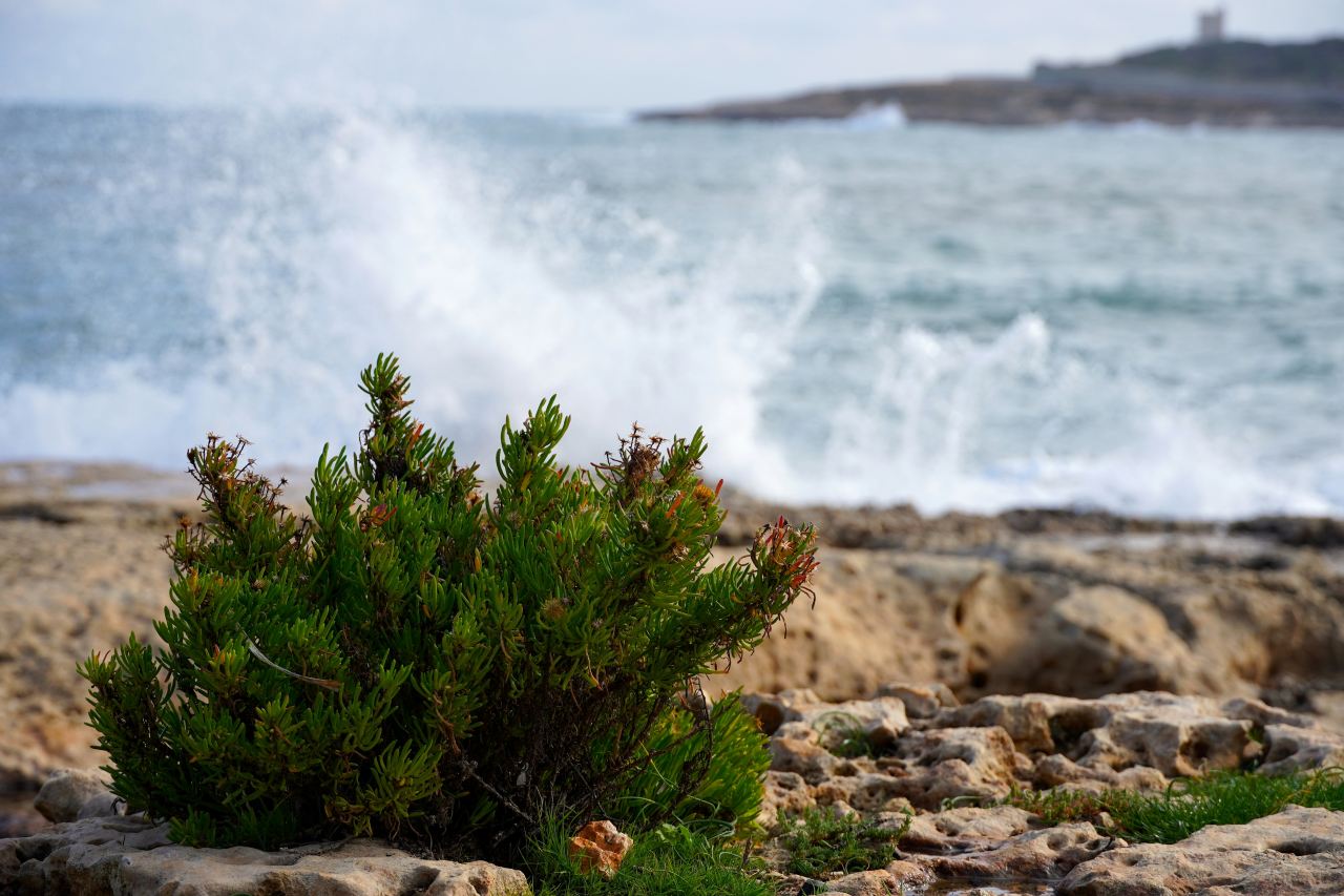 St. Paul's Bay Malta