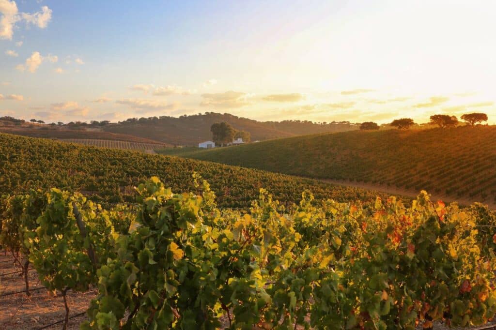 Weinanbaugebiet im Alentejo