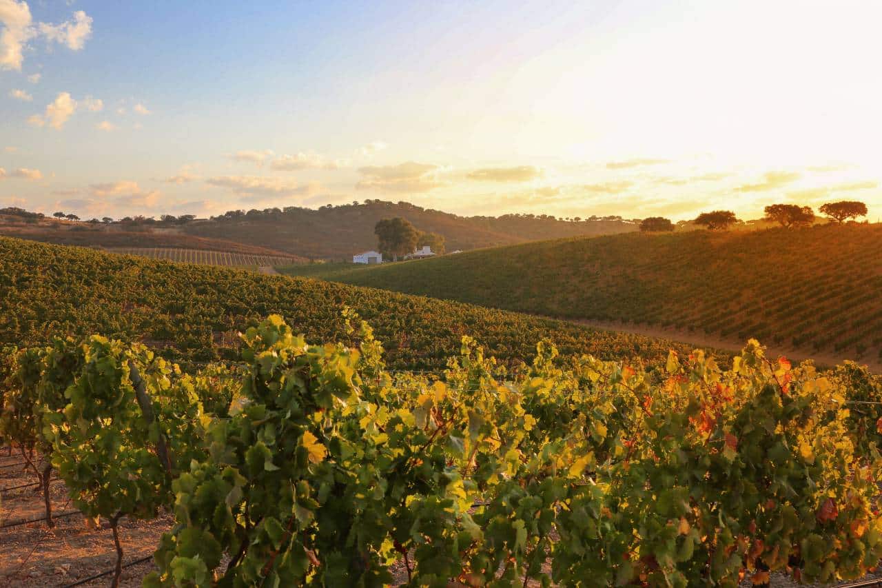 Weinanbaugebiet im Alentejo