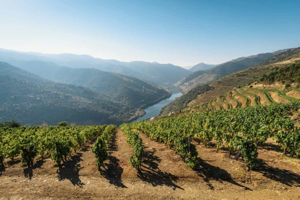 Weinberg am Douro in der Region Porto