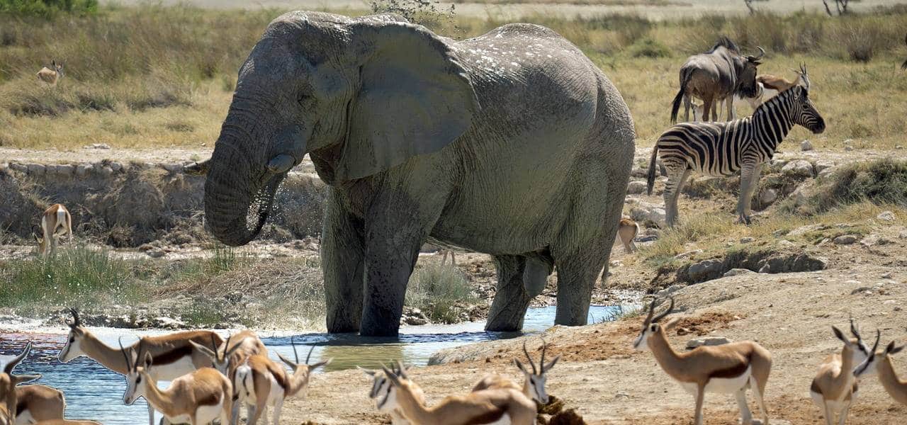Wildtiere an einem Wasserloch in Namibia