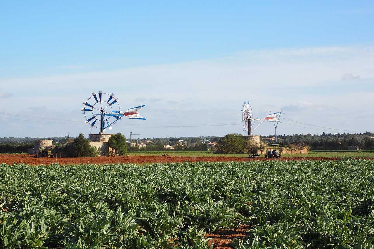 Windmühlen bei Muro