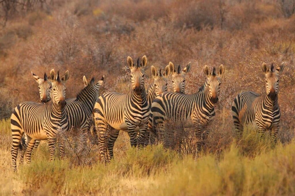 Zebraherde Savanne Afrika