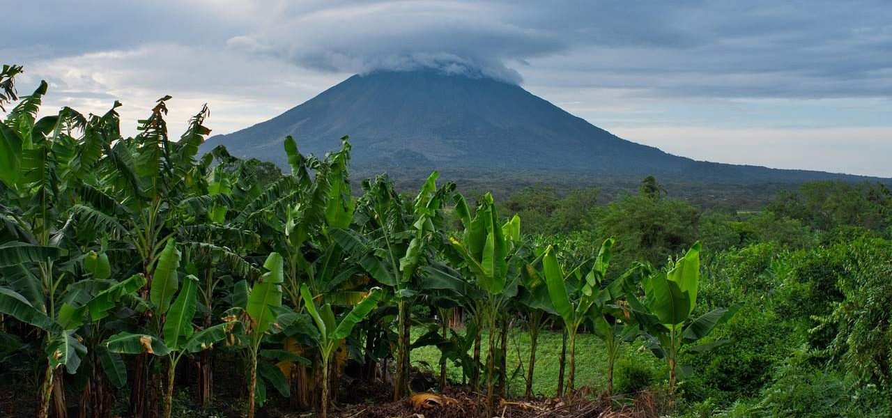 Bananenplantage vor Vulkan in Mittelamerika Bananenplantage vor Vulkan in Mittelamerika