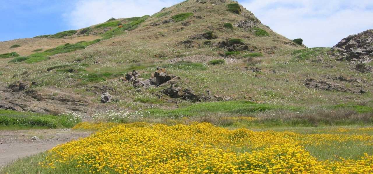 Blühende Wiese im Inselinneren von Menorca