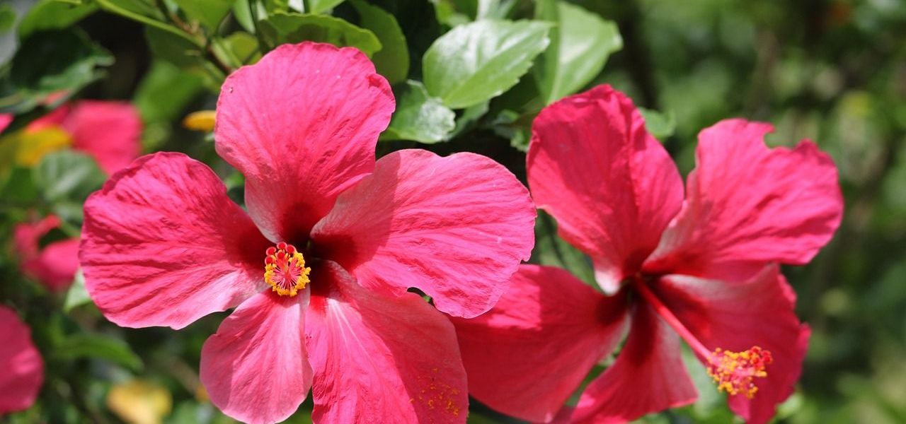 Blühender roter Hibiskus auf Martinique