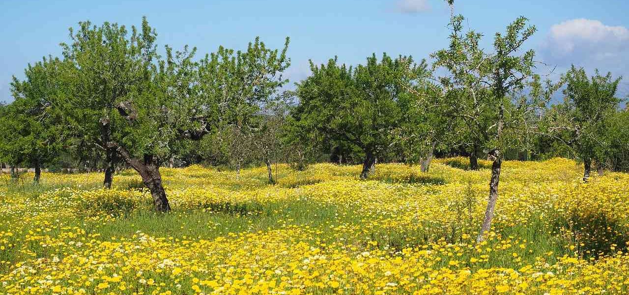 Blühendes Feld im Landesinneren von Mallorca