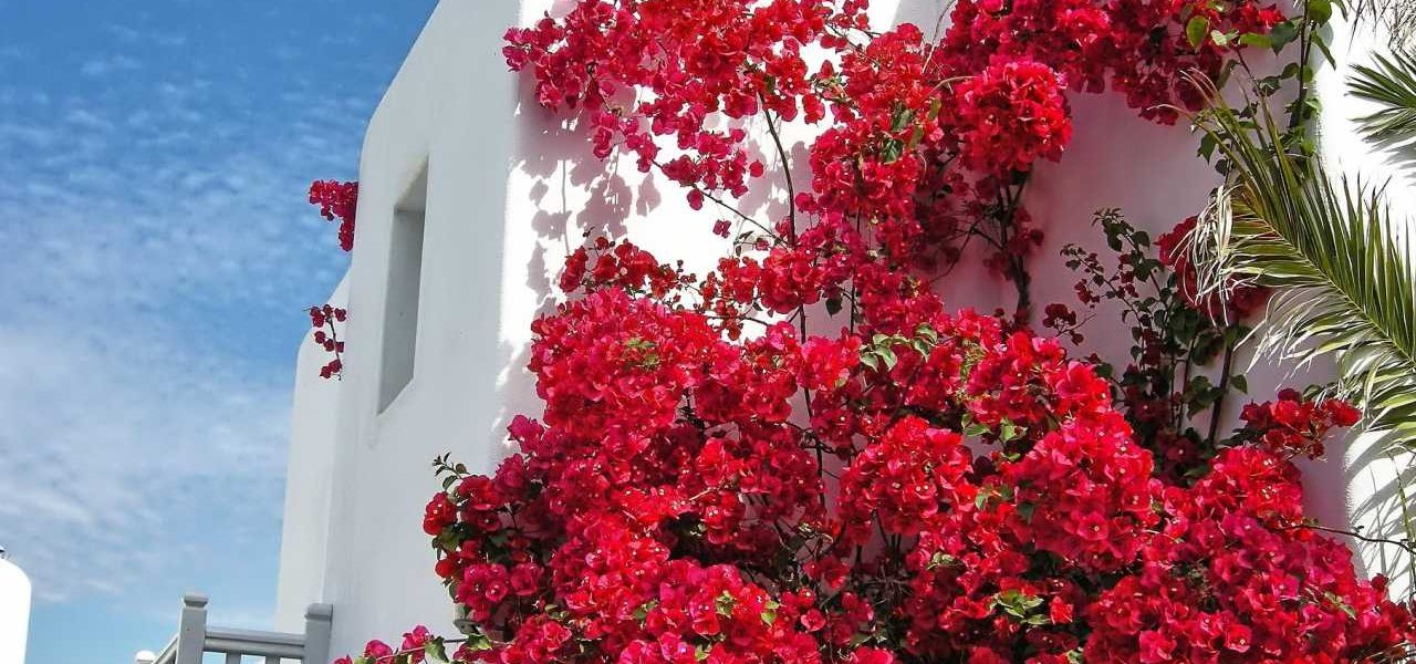 Bougainvillea an weißer Hausfront auf Mykonos Bougainvillea an weißer Hausfront auf Mykonos