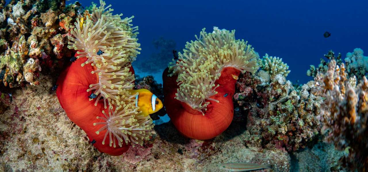 Coral Bay faszinierende Unterwasserwelt