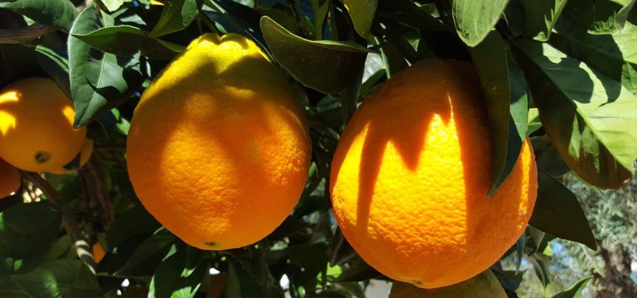 Costa Azahar Küste der Orangenblüte