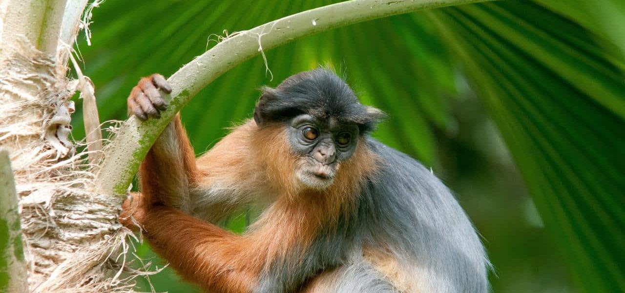 Exotische Tierwelt Gambia Exotische Tierwelt Gambia